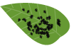 AuV